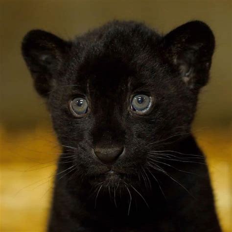 Rare Newborn Black Jaguar Cub Brings Hope To The “near Threatened” Species Modern Met