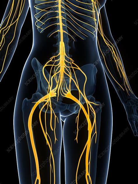 Female Nervous System Artwork Stock Image F0095446 Science