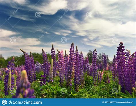 Lush Flowering Of Multi Colored Lupine Flowers In The Meadow Stock