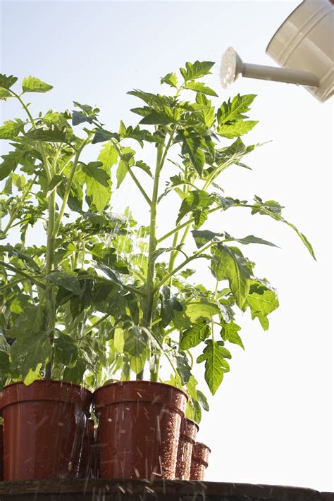 Watch the video explanation about signs of over watering plants online, article, story, explanation, suggestion, youtube. How to Dry an Overwatered Plant | eHow