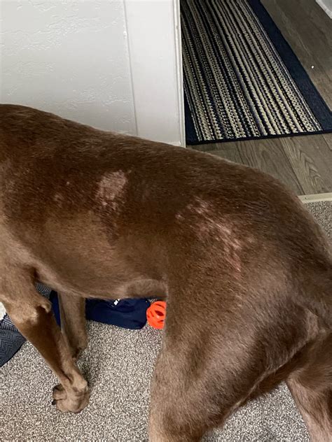 I Am Not Sure What Is Going On With My Dogs Skin I Have Tried