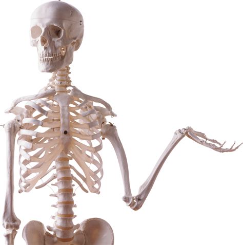 Esqueleto Png