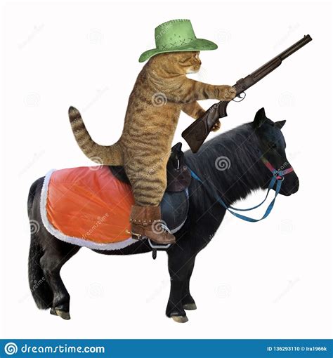 Cat Cowboy On A Black Horse 2 Stock Illustration Illustration Of