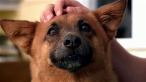 Help in fl in key west and lower keys. PETCO Foundation TV Commercial, 'Pet Cancer Awareness ...