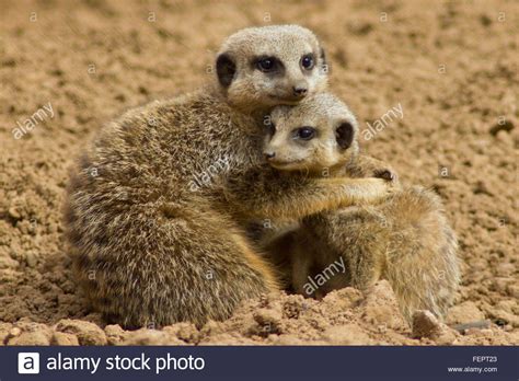 Download This Stock Image Meerkat Hug Fept23 From Alamys Library Of