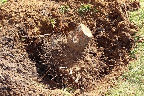 Tree Stump Hedge Root Removal Abc Stump Removal