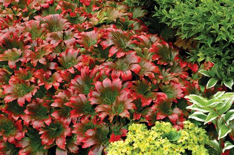 Great Design Plant Red Leafed Mukdenia