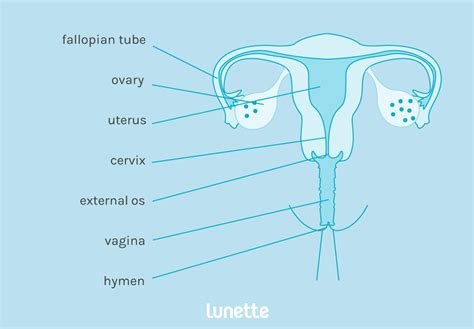 Female Private Part Diagram Vagina Diagram Anatomy Everything You