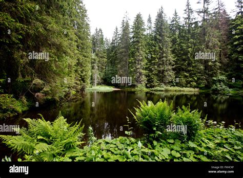 Lake In The Bavarian Forest National Park Bavaria Germany Stock Photo
