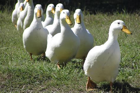 They were introduced to america. Grimaud Hybrid Pekin Ducklings | Purely Poultry