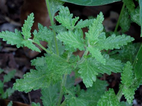 Photo Of The Leaves Of Garden Verbena Verbena X Hybrida Posted By