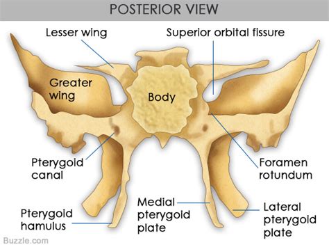 Take A Look At The Structure And Functions Of The Sphenoid Bone