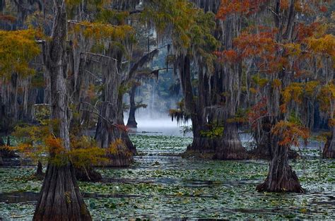 Caddo Lake Home To The Largest Cypress Forest In The World Is Located