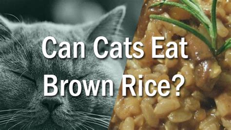 4 using and storing the cornmeal. can cats have brown rice | Pet Consider