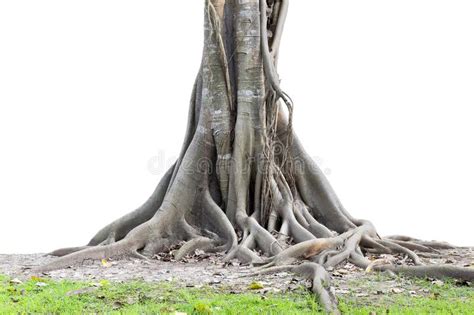 83897 Tree Roots Stock Photos Free And Royalty Free Stock Photos From