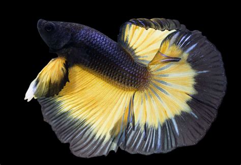 Mustard Gas Betta Complete Care Guide Information