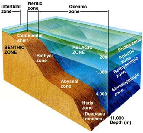 Zones Of The Ocean Marine Science