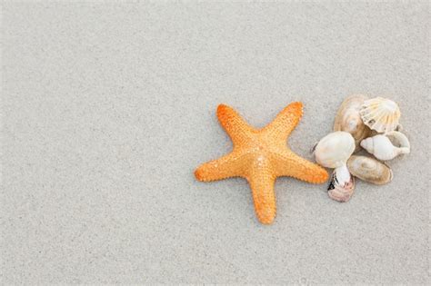 Free Photo Starfish And Shells On Sand