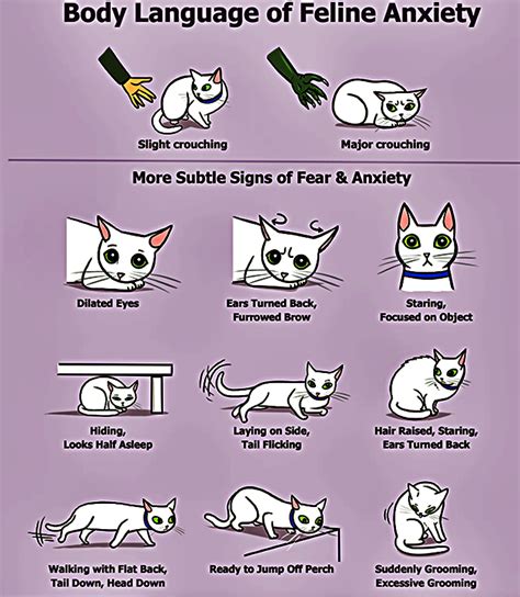 Cat Body Language Chart Artofit