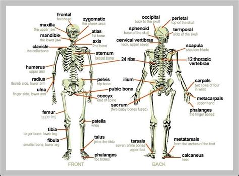 Learn vocabulary, terms and more with flashcards, games and other study tools. skeleton of human body labeled