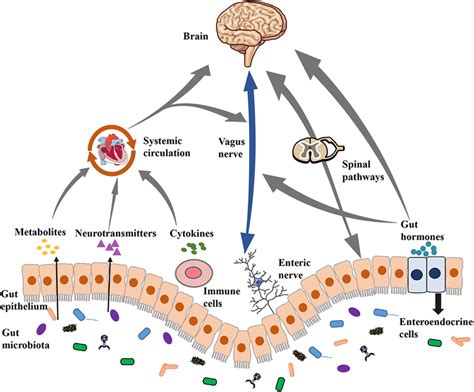 Communication Pathways Of The Microbiota Gut Brain Axis This Graph