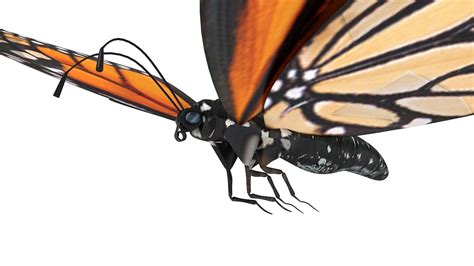Flying Monarch Butterfly 3d Model Cgtrader
