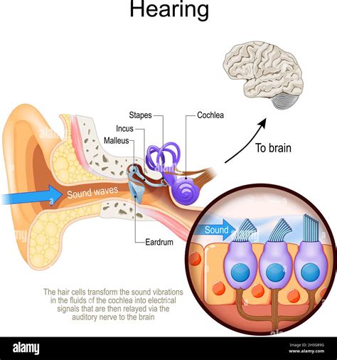 Ear Cochlea Stock Vector Images Alamy