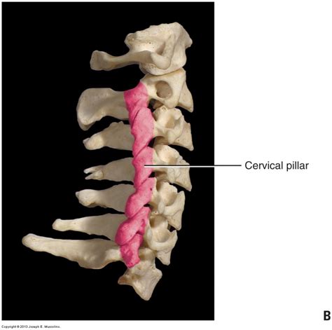 Introduction To Overview Of The Cervical Spine Of The Neck