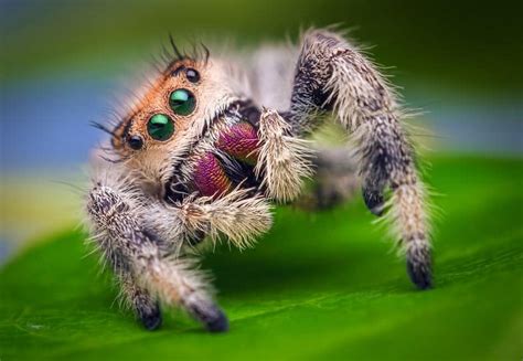 What Do Jumping Spiders Eat Pet Food Guide