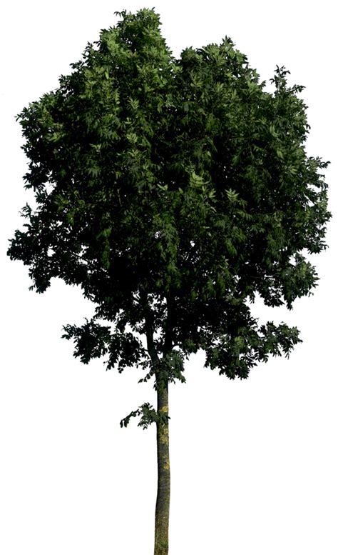 Tree Transparent Png All Png All