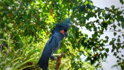 Kenali Jenis Jenis Burung Kakak Tua Dari Indonesia Kepogaul