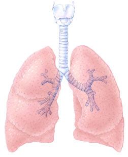 Jenis jangkitan paling utama di saluran pernafasan adalah penyakit pneumonia. Jangkitan Paru-paru | Tafakkur, tadabbur...