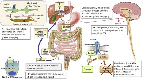 New Drugs On The Horizon For Functional And Motility Gastrointestinal