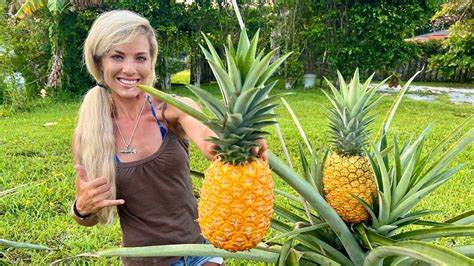 How To Grow Giant Pineapples At Home Fast And Easy In Containers In 2023