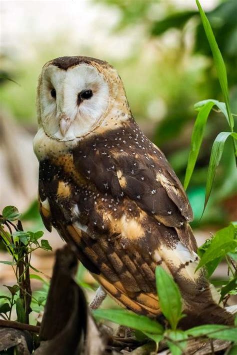 Eastern Grass Owl Birds Of India Bird World