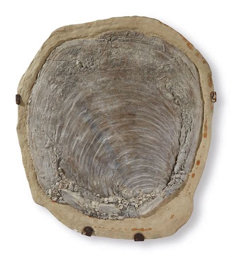 A Large Fossil Oyster Shell Natural History Including Fossils