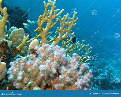 Coral Reef With Hard Corals On The Bottom Of Red Sea Stock Image
