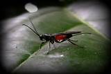 Red And Black Wasp