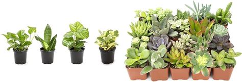 Amazon Essential Houseplant Collection 4PK Live Plants Indoor