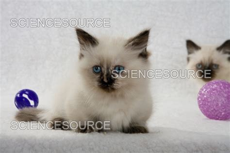 Photograph Himalayanmunchkin Kittens Science Source Images