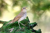 What Is a Songbird, Exactly? | Audubon