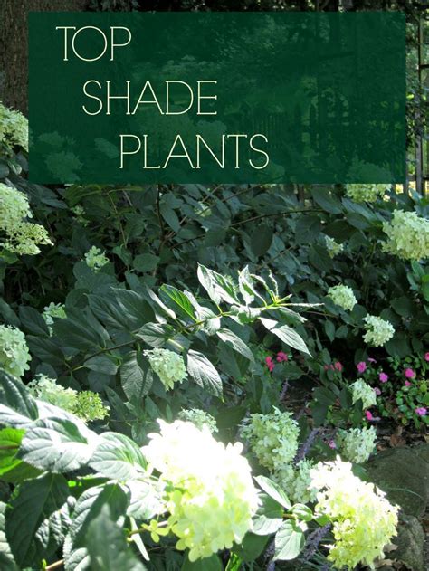 Discover Top Shade Perennials Gardens Colors And Tops