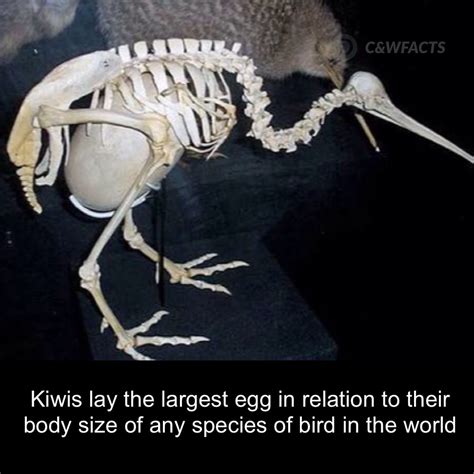 Kiwis Lay The Largest Egg Compared To Their Size Huesos De Animales