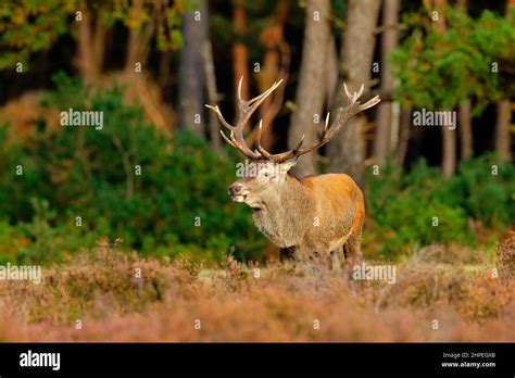 Red Deer Rutting Season Netherlands Big Animal In Forest Habitat