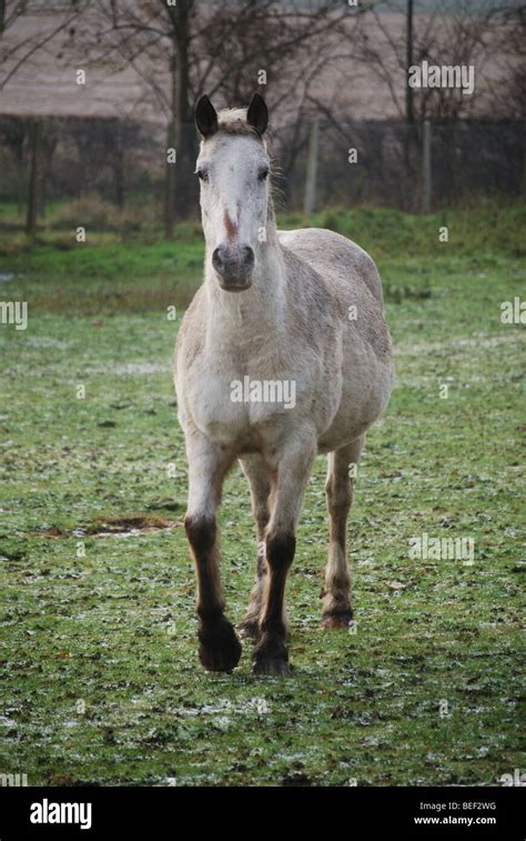 White Horse Walking Ears Pricked Up Stock Photo Alamy