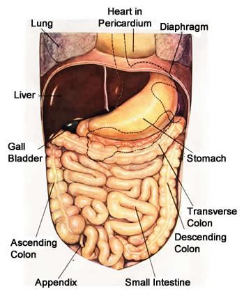 Waste products from the digestive process include undigested parts of food, fluid, and older cells lining your stomach and small intestine make and release hormones that control how your digestive you have nerves that connect your central nervous system—your brain and spinal. Small Intestine