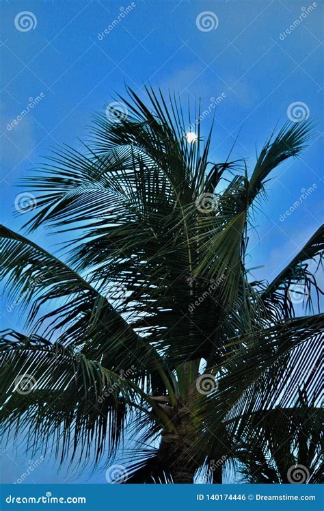 Palm Tree On Blue Background Stock Photo Image Of Moves Background