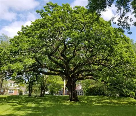 Guide To Picking A Shade Tree Deciduous Trees Grimms Gardens