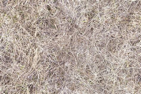 Dry Grass Hay Texture Seamless Stock Photo Image Of Texturing