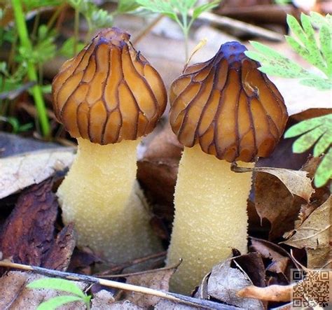 Tasty Early Morel Mushrooms By Cynlynn On Redbubble These Are
